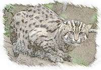 kocka2