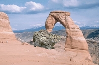 lepeni2